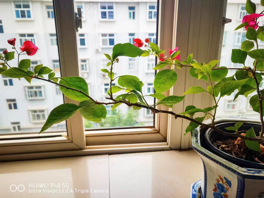 《花自盛开》